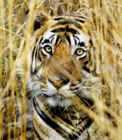 cannibalistic tiger