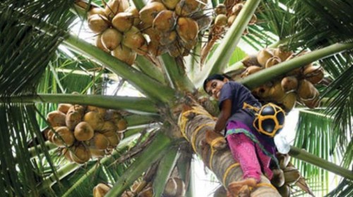 an a girl on kerala on coconut tree for neera