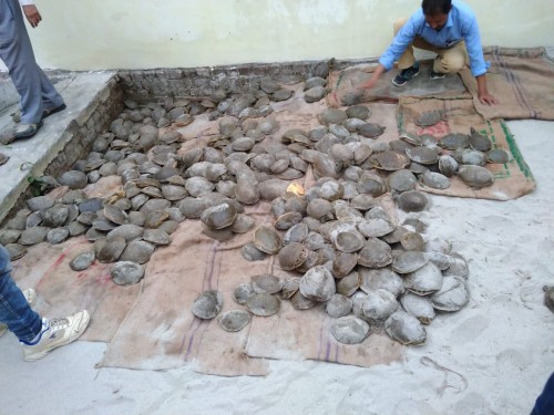 stf caught a truck full of turtles