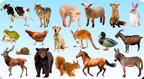 animals