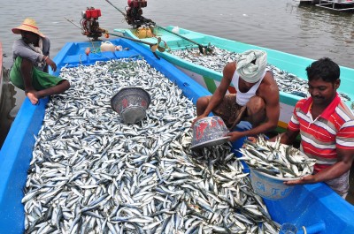 fish production